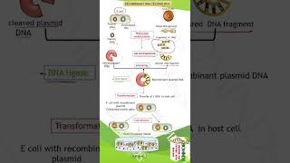 Recombinant DNA Technology II class12 biology neet [upl. by Assyle]