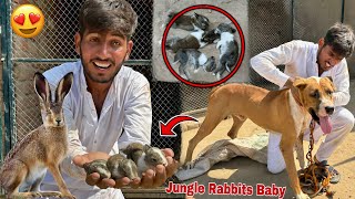 Jungle Rabbit Ny Bhot Sary Babies De Deay😍 Badshah Ny Rabbit Baby Ko Mar Diya💔 [upl. by Yuma]