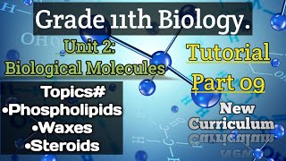 Phospholipids Waxes Steroids Class 11Biology Unit2 Biological Molecules Part9 [upl. by Enimasaj]