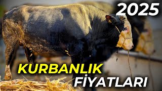 HAYVAN PAZARINDA SIKI PAZARLIKLAR  2025 KURBANLIKLARI SATIŞTA [upl. by Ahcropal974]