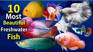 10 Most Beautiful Freshwater Fish for Aquarium [upl. by Megen]