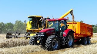 Tarwe oogst met New Holland TC56 Akkerb Mts Stael Bierum [upl. by Elidad]