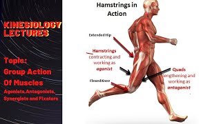 Group Action OF Muscles kinesiology  Agonists  Antagonists  Synergists and Fixators [upl. by Lonni710]