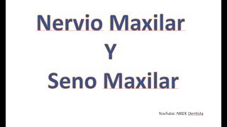 Nervio Maxilar  Seno Maxilar [upl. by Kendal]