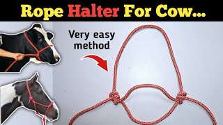 DIY Rope Halter for Cattle and Why You Should Make Onemohri design [upl. by Ttesil]