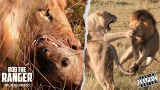 Nomadic Lions Raid Hyena Den  Noise Attracts Territorial Males  Maasai Mara Safari  Zebra Plains [upl. by Ria]