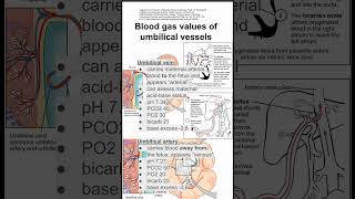 Blood gas values of umbilical vessels [upl. by Publias655]