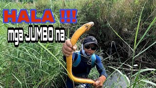 MGA JUMBO NA MGA KIWET  IGAT sa mga water Lily at loob Ng Tamboan PART 1 [upl. by Godliman393]