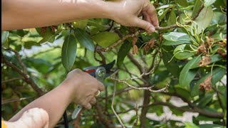 PETITTI How To Prune Rhododendron [upl. by Rind686]