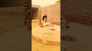 🤣🤣🤣 Prank With Lion lion comedy funnyshorts wildlife shortsfeed [upl. by Dranoc]