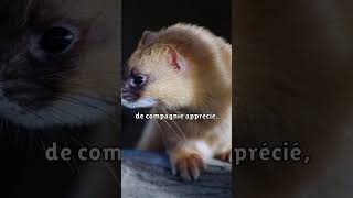 Concernant le furet quot ferret furet animallover pets [upl. by Anitreb]