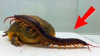 What Are The Differences Between Centipedes amp Millipedes [upl. by Vtehsta]