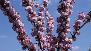 le cerisier du japon quotprunus serrulata kanzanquot et les abeilles [upl. by Memory]