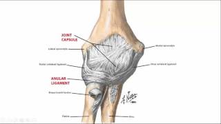 elleboog regionale anatomie [upl. by Nehemiah]