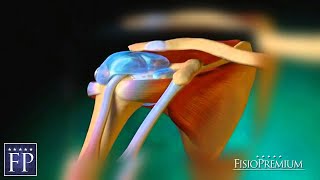 Entenda seu Ombro  Anatomia Ruptura de Manguito Rotador e Cirurgia de Reconstrução [upl. by Akienahs333]