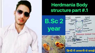 External morphology and body structure of herdmania  BSc 3rd Year Zoology 5th Semester 2nd paper [upl. by Slayton]