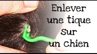 Comment enlever une tique sur un chien [upl. by Rora927]