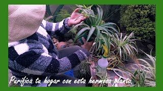 PLANTA MALA MADRE LAZO de AMOR o CINTA CUIDADOS ESPECIALES [upl. by Nanon886]