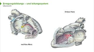 Physiologie I Herzphysiologie Erregungsbildungs und Leitungssystem I Srdjan Maksimovic [upl. by Aeslek]