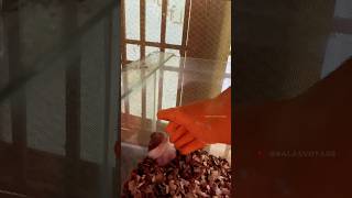 Hamster cage change  hamster tamil tips  balasvoyage [upl. by Fredkin]