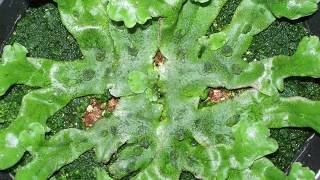 Growth of liverwort Marchantia polymorpha [upl. by Odnanref]