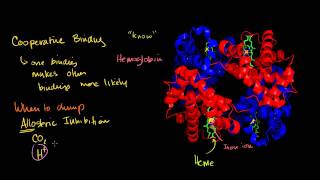 Hemoglobin in Bangla [upl. by Dhiman]