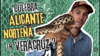 Un rescate bastante inusual  Serpiente alicante norteño [upl. by Esela]