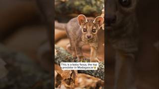 This is a baby fossa the top predators in Madagascar wildlife fossa animal shorts explore yt [upl. by Niles]