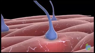 Botox Neural Signaling Blockade Process  3D Animation [upl. by Drofkcor544]