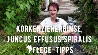 Korkenzieherbinse Juncus effusus spiralis PflegeTipps [upl. by Refinnaj]