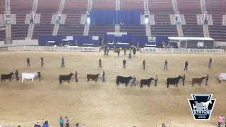 Youth Supreme Champion Beef Pageant [upl. by Yclek]