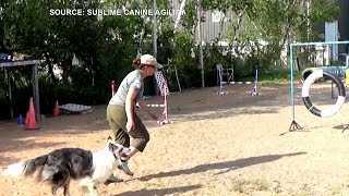 Untrainable deaf dog defies odds becomes Canadian agility champ [upl. by Rodablas]