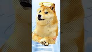 The Story behind the Doge Meme doge memes shiba [upl. by Maire]