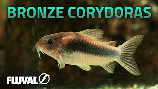 Species Spotlight  Bronze Corydoras [upl. by Poucher]