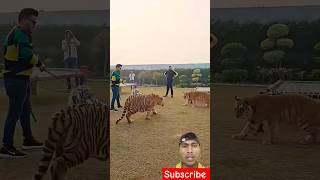 youtubeshorts ytshorts ytshort shorts viralshort tiger lion funny shortsfeed short tiger [upl. by Akierdna7]