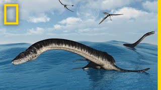 Plesiosaurs 101  National Geographic [upl. by Gladstone740]