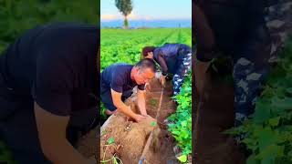 Sweet potatoes harvest 👍 satisfying food potato farming shorts video [upl. by Ingamar]