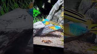 Dream Aquarium  Animation eines Süßwasser Aquariums in atemberaubender 4K Qualität [upl. by Hollister]