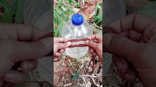 Bushcraft survival bottle tips in forest Camping bushcraft experiment bushcraftsurvival shorts [upl. by Frissell]