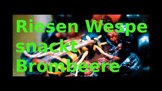 Riesen Wespe snackt Brombeere [upl. by Koa]