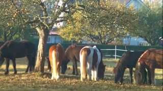 Eindrücke vom Islandpferdehof Ickelsbach  Hoftrailer 2 [upl. by Lachish]