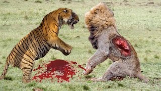 León Africano VS Tigre de Bengala [upl. by Hakeem34]