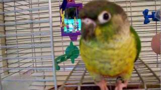 ❀Green Cheek Conure making cute noises in her cage❀ [upl. by Saudra727]