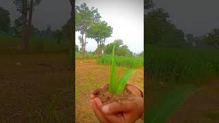 plant grow🌿🤔pindwale nature youtube pindlife countryhouse [upl. by Enyrb]