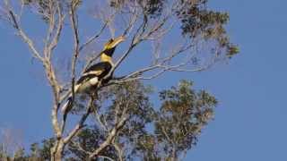 What does a great hornbill sound like [upl. by Le940]