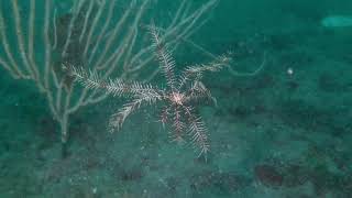 Comatule  Feather star  Antedon bifida amp mediterranea  Palavas France [upl. by Dolora]