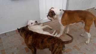 Dog fighting Pitbull vs American bulldog vs Dogo argentino v20 [upl. by Eineg799]