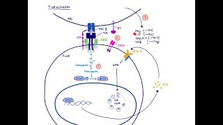 Brandls Basics Immunosuppressants used in organ transplantation  Mechanism of action 12 [upl. by Sawyere]