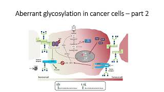 Glimpse of Aberrant Glycosylation in cancer cells Part2 Code 569 [upl. by Lucey]