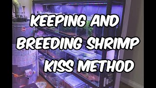 The Art of Keeping and Breeding Caridina and Neocaridina Shrimp KISS Method [upl. by Lamont]